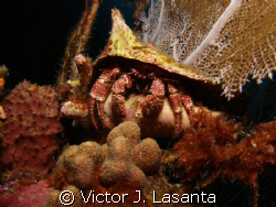 giant hermit crab in two for you dive site in parguera ar... by Victor J. Lasanta 